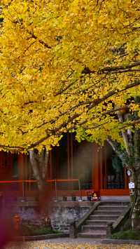 成都 1h，8 元的秋日崇州罨畫池，人間值得