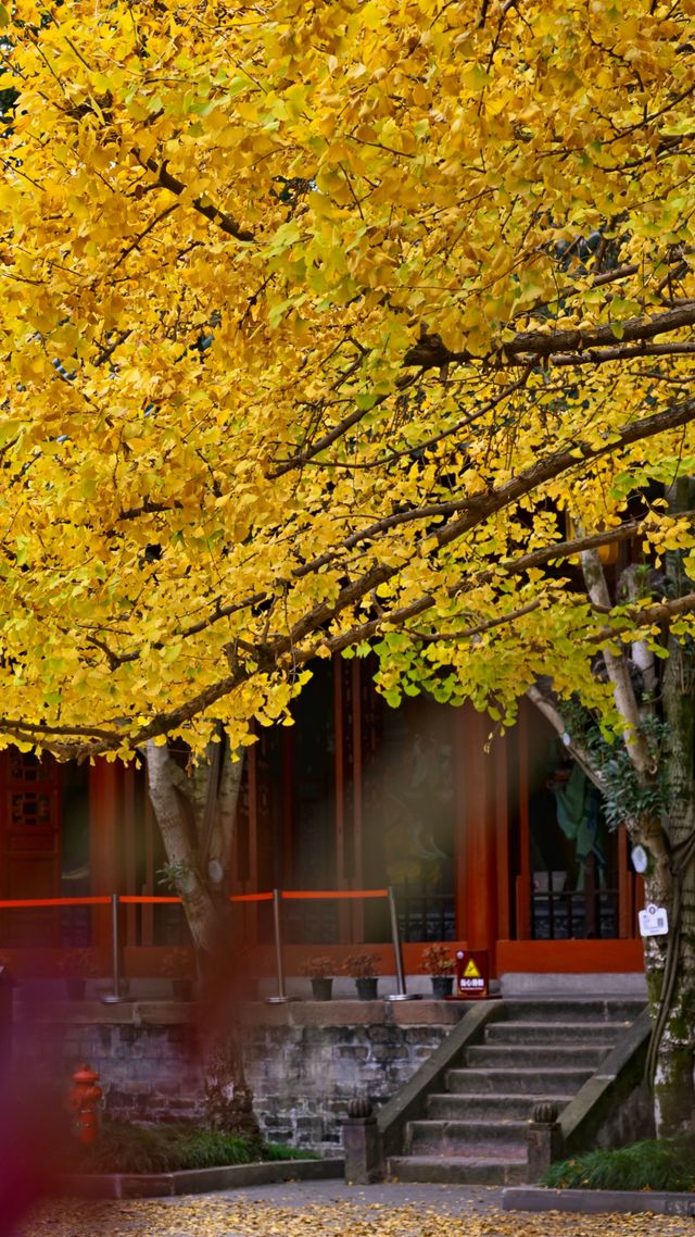 成都 1h，8 元的秋日崇州罨畫池，人間值得