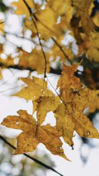 亞布力秋染五花山，暖居枕雪待晴光