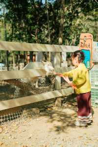 杭州出發1h,銀杏林農場是秋冬遛娃天花板