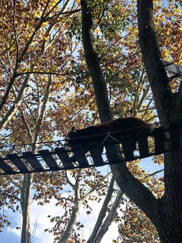 上海野生動物園30歲免費！週末遛娃聖地！
