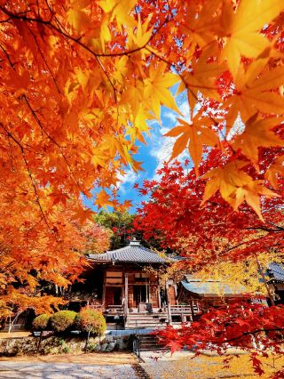 兵庫私藏賞楓秘境｜花山院菩提寺美哭我了