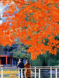 上海黃浦南園遊玩全攻略來了!!!