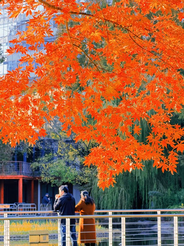 上海黃浦南園遊玩全攻略來了!!! 上海黃浦南園遊玩全攻略來了!!!