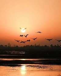 南昌至鄱陽湖觀鳥專線開通