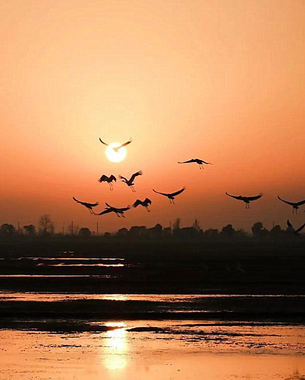 南昌至鄱陽湖觀鳥專線開通 南昌至鄱陽湖觀鳥專線開通