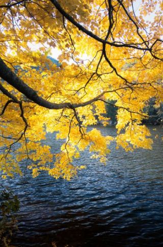 松林の中のクリスマススピリット - アトランタ州立公園