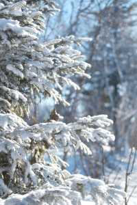 在北大湖實現了霧淞自由