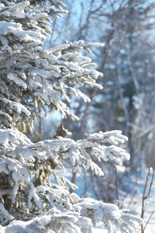 在北大湖實現了霧淞自由 在北大湖實現了霧淞自由