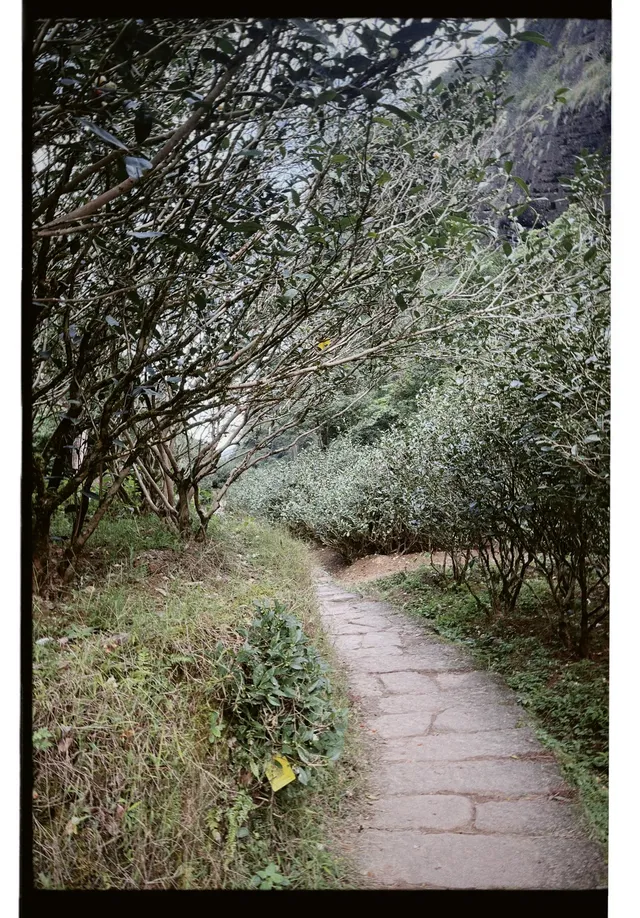 清冷武夷山，最宜岩骨花香漫步