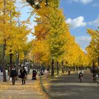 大阪隱藏銀杏秘境！99%遊客錯過