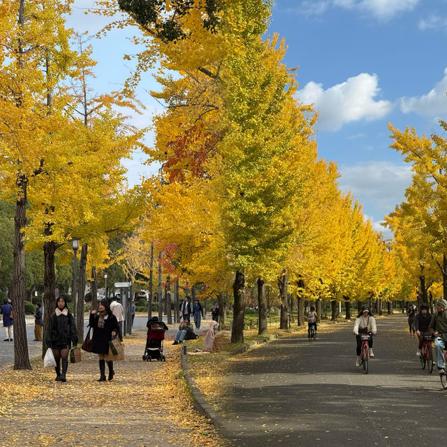 大阪隱藏銀杏秘境！99%遊客錯過