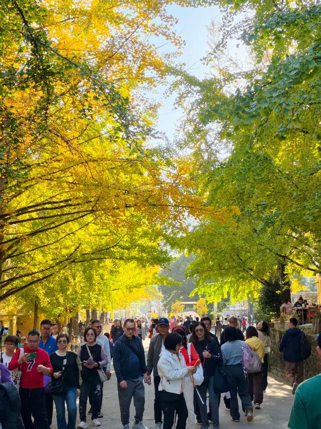 看銀杏葉啦 看銀杏葉啦