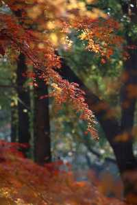 上海市區的秋日火焰!共青森林公園紅楓正當時