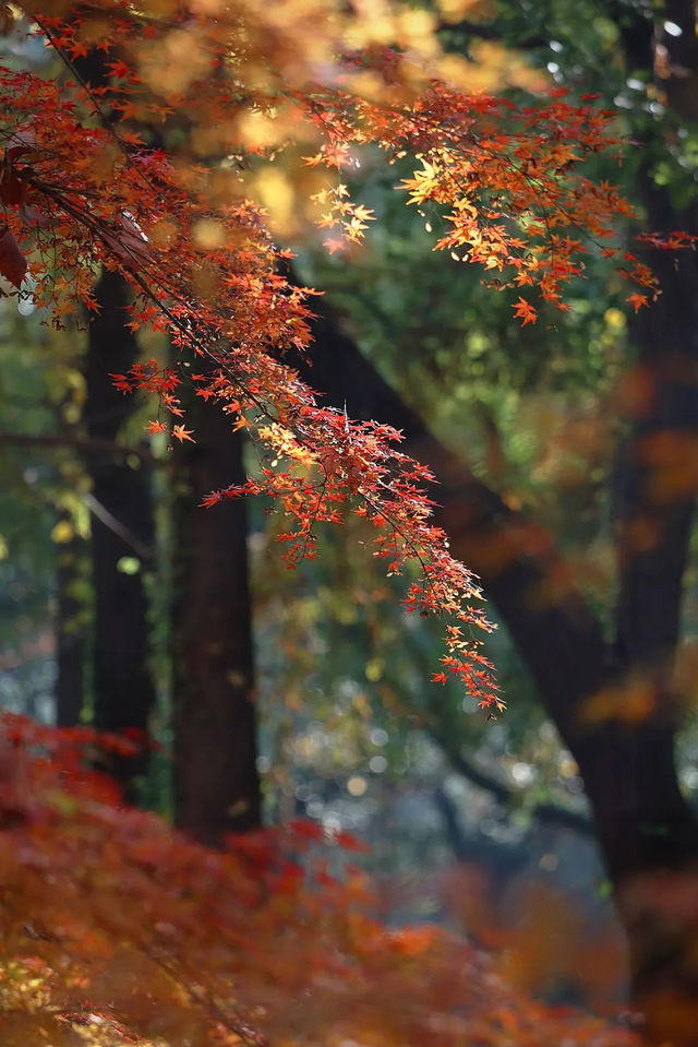 上海市區的秋日火焰!共青森林公園紅楓正當時 上海市區的秋日火焰!共青森林公園紅楓正當時