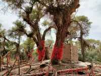 塔里木胡楊林公園