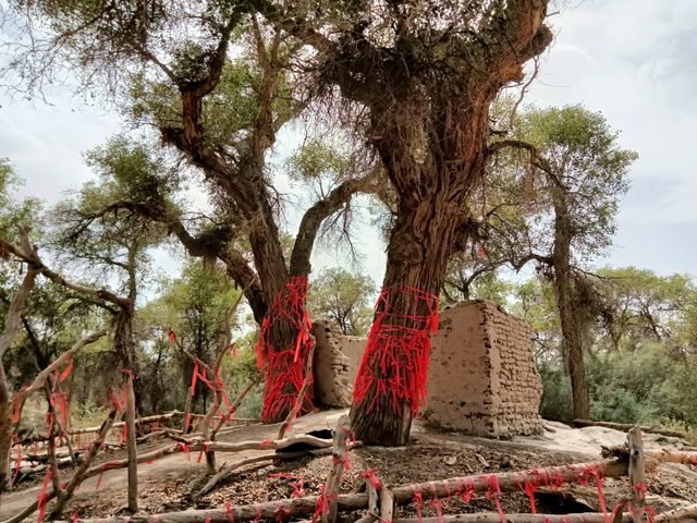 塔里木胡楊林公園 塔里木胡楊林公園