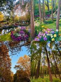 上海秋日頂流!共青菊花展免費衝人多真的有原因!