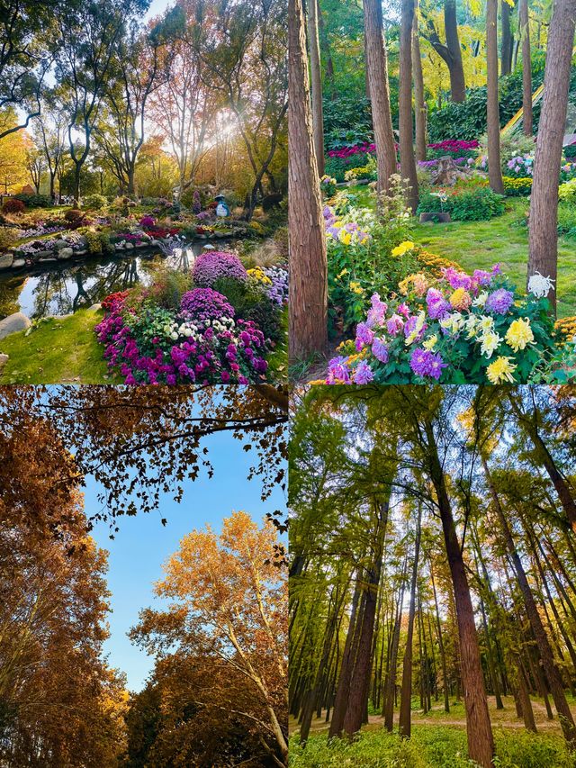 上海秋日頂流!共青菊花展免費衝人多真的有原因! 上海秋日頂流!共青菊花展免費衝人多真的有原因!