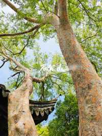 12月石公山｜太湖邊最會“裝”的小山，把冬天過成了小春 