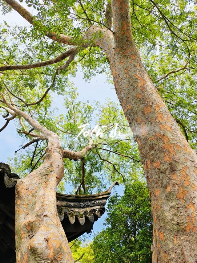 12月石公山｜太湖邊最會“裝”的小山，把冬天過成了小春 