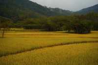 陽春山水畫廊：稻浪翻湧的金色詩篇