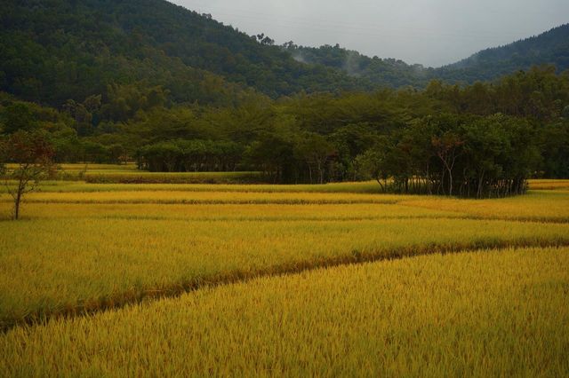 陽春山水畫廊：稻浪翻湧的金色詩篇