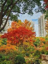 上海小京都這片楓葉階梯美到窒息!人少速來!