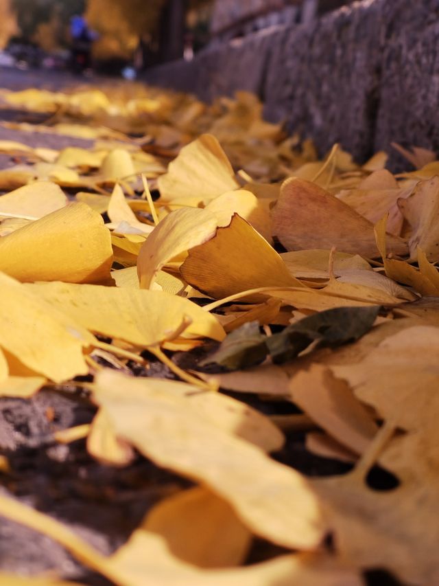 魔都秋色打卡 魔都秋色打卡