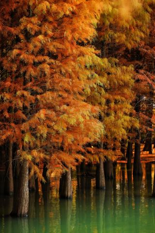 紅杉林濕地公園｜秋天在這裡虛度光陰才是正經事