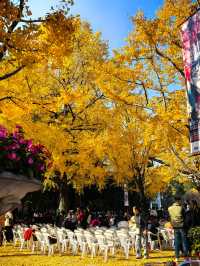 申城賞秋正當時