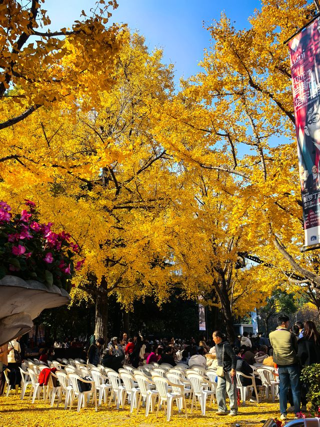 申城賞秋正當時 申城賞秋正當時