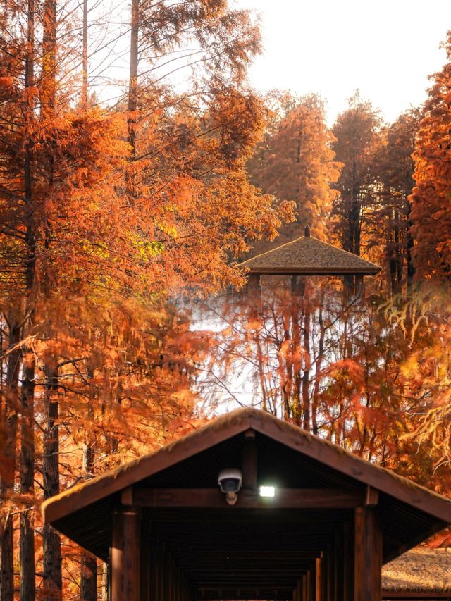 太仙了！夢幻森林，邂逅青西郊野公園的水上童話