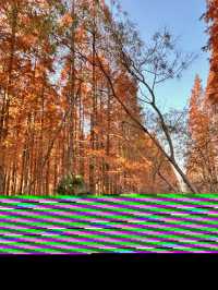 秋日黃海森林絕美打卡