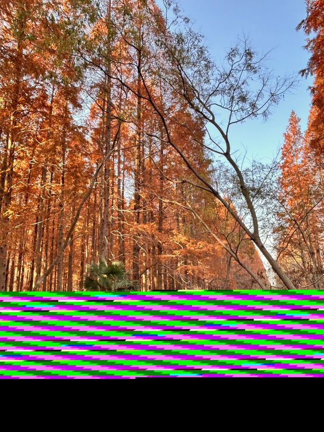 秋日黃海森林絕美打卡 秋日黃海森林絕美打卡