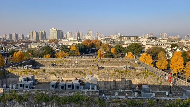 金陵城牆上的銀杏