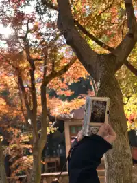 莫干山紅葉進度