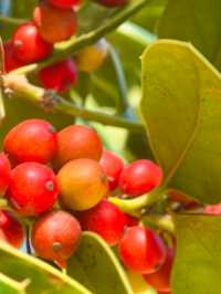 中山植物園就是靜奢風的天花板，閉眼入不虧！