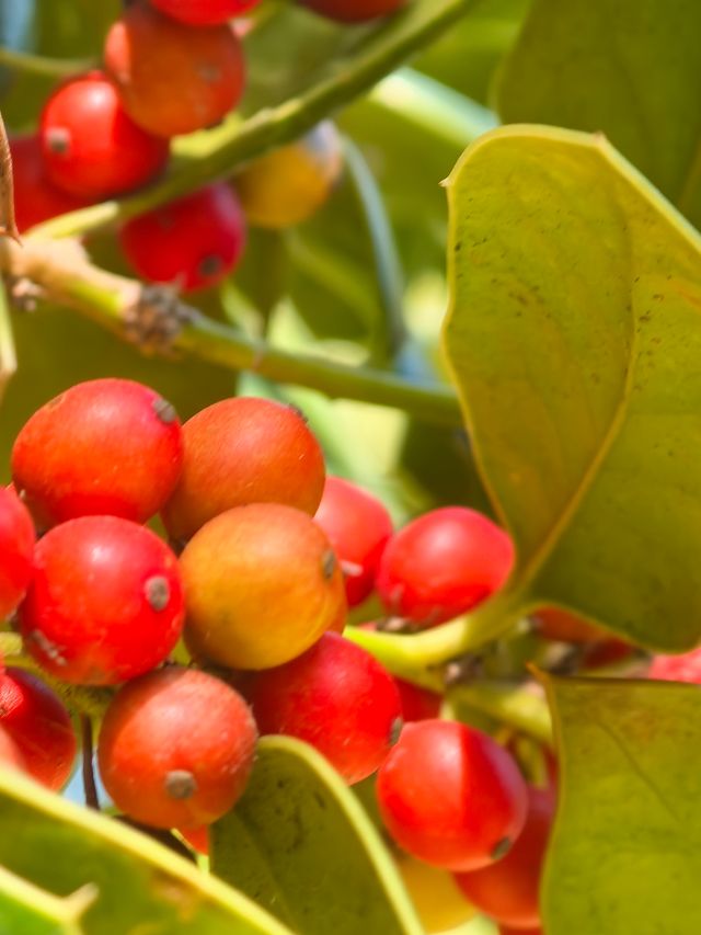 中山植物園就是靜奢風的天花板，閉眼入不虧！