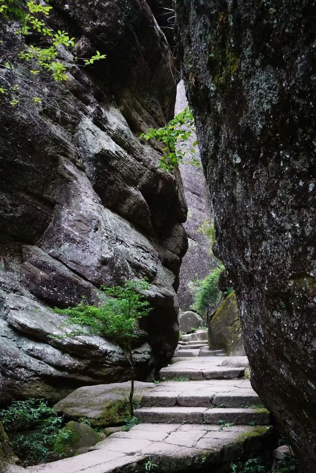 武夷山巖骨花香漫遊道:冬日裡的寧靜之旅 武夷山巖骨花香漫遊道:冬日裡的寧靜之旅