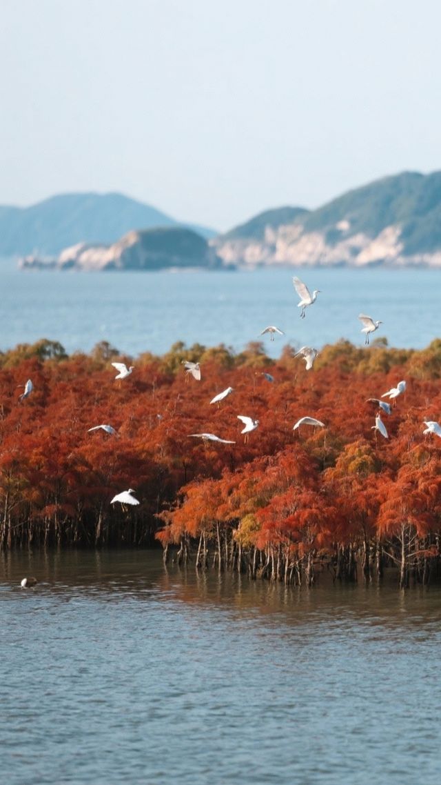 標題：3000元玩轉珠海｜兩天兩夜海島慢遊攻略（960字內）｜山海之間，粵式鬆弛感拉滿  關鍵詞：