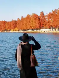 接下來的武漢，一定別錯過處絕美紅杉林