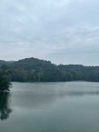 江門隱秘美景森林湖