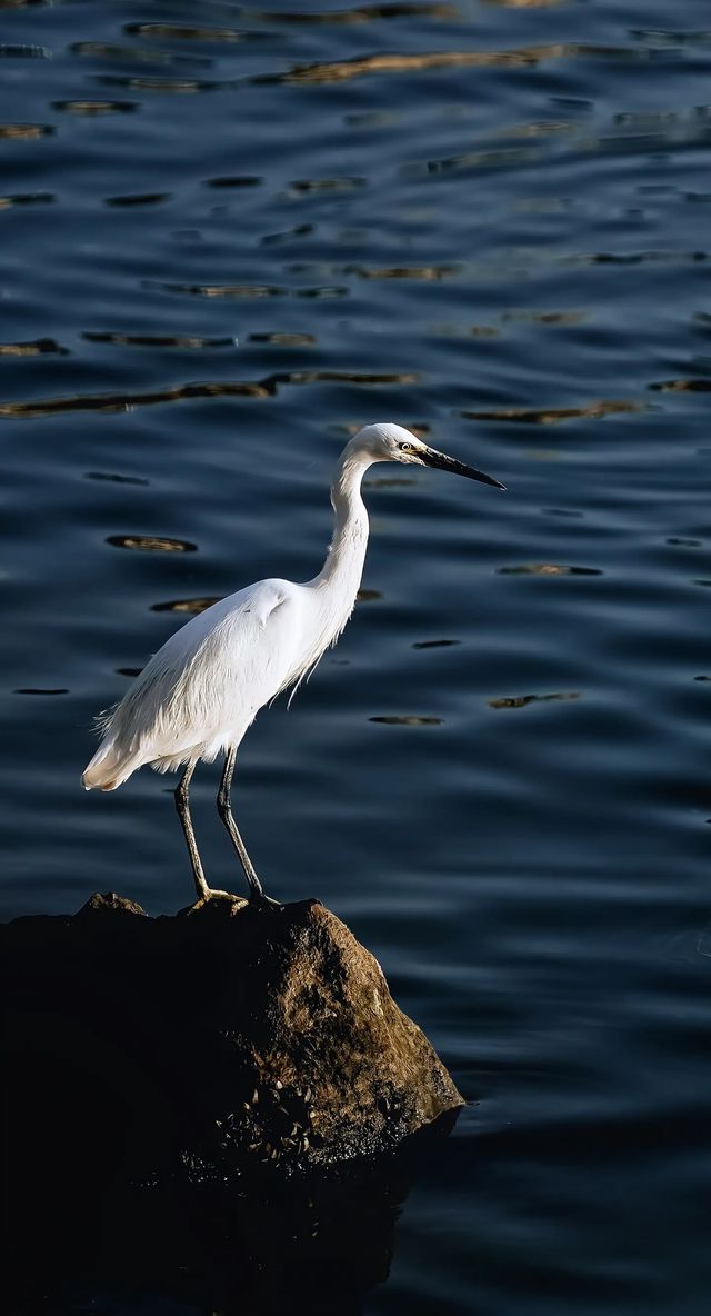 順濟橋畔觀鳥勝地