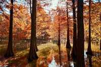 南京燕雀湖絕美水杉攻略秋日限定版油畫秘境