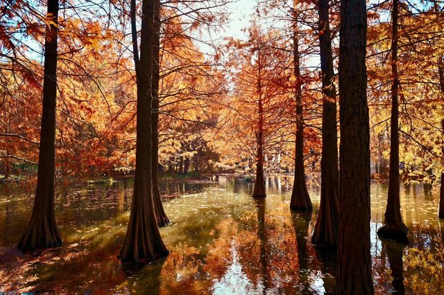 南京燕雀湖絕美水杉攻略秋日限定版油畫秘境 南京燕雀湖絕美水杉攻略秋日限定版油畫秘境