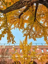 清吟街|想看看你們拍的銀杏