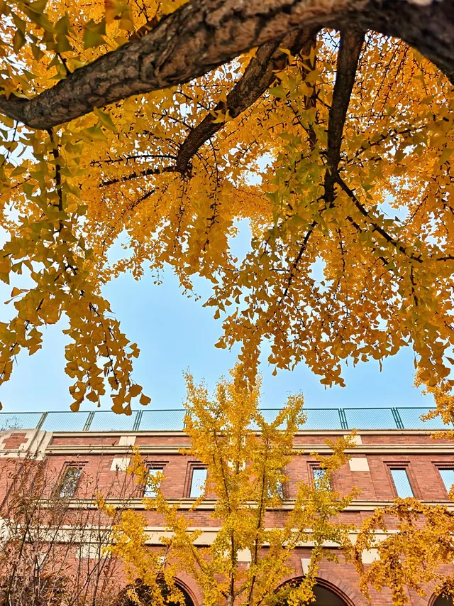 清吟街|想看看你們拍的銀杏 清吟街|想看看你們拍的銀杏