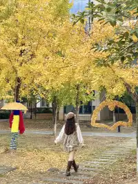 12.7實況!!福州這裡有超美銀杏打卡點!!