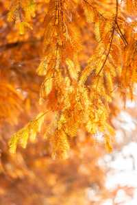 成都昇仙湖公園|晨霧下的水杉林是那麼的夢幻